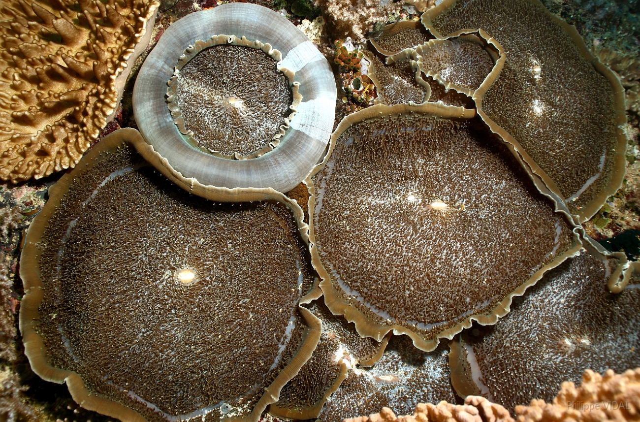 Raja Ampat 2016 - Anemones - IMG_4878_rc.jpg